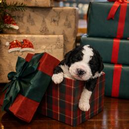 Charlie - Black and white male Sheepadoodle puppy in Tennessee, Illinois from The Artman Family