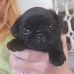 Agnes - Black female Brussels Griffon puppy in Welch, Minnesota from Baringer Brussels