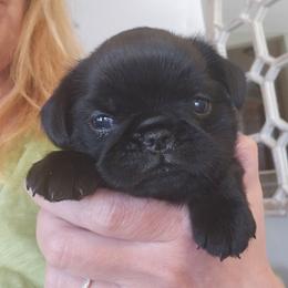 Agnes - Black female Brussels Griffon puppy in Welch, Minnesota from Baringer Brussels