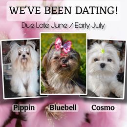 Mal-Shi puppies from Seeking Shalom Acres Maltese, Maltipoos & Havamalts