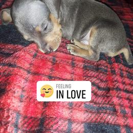 Miniature Pinscher Puppies from Meek's Min Pins