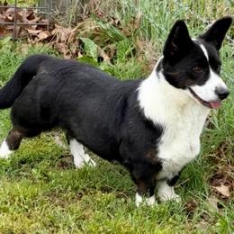 Jasmine - Cardigan Welsh Corgi
