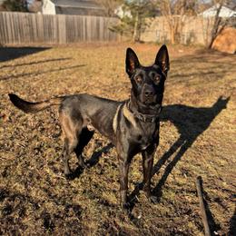 Kylo - Black sable male Belgian Malinois puppy in Muskegon, Michigan from Red Acres Working Line K9s