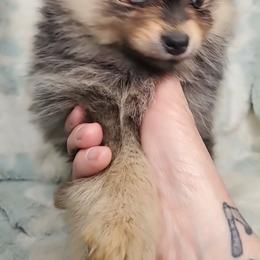 Girl 1 - Red sable female Pomeranian puppy in Tulsa, Oklahoma from CP Kennels