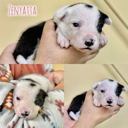 Zenyatta - Black and white female Border Collie puppy in Oakley, California from Von Guadachi German Shepherds & Audacity Border Collies