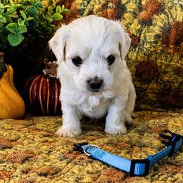 Prince Caspian - White male Coton de Tulear puppy in Brogden, North Carolina from Seven Seas Cotons