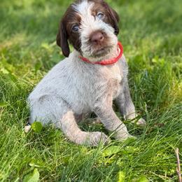 Red male - Brown and gray male Wirehaired Pointing Griffon puppy in Williston, North Dakota from Little Muddy Griffons