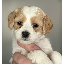 Nora - Apricot female Australian Labradoodle puppy in Gladstone, Oregon from Beaver State Labradoodles