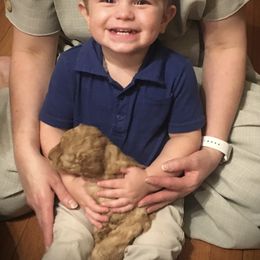 Goldendoodle and Shetland Sheepdog Puppies from Odyssey Kennels