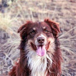 Tyree - Australian Shepherd