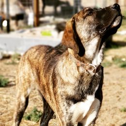Anatolian Shepherd Dog and Australian Cattle Dog Puppies from 4D Cattle Dogs