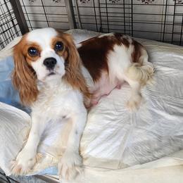 PRINCESS - Cavalier King Charles Spaniel