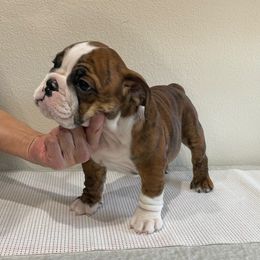 Bulldog All Grown Up from Kokopelli Bulldogs
