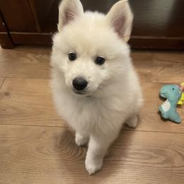 Ghost - White male American Eskimo Dog puppy in Clermont, Florida from Shadow Kennels