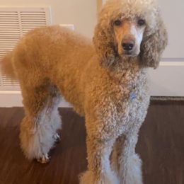 Poodles from Wolf Standard Poodles