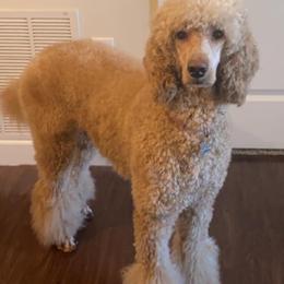 Poodles from Wolf Standard Poodles