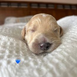 Goldendoodle Puppies from Family Goldendoodles