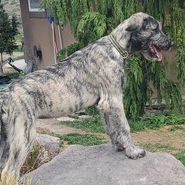 Irish Wolfhound puppies from Hidden Hollow Wolfhounds