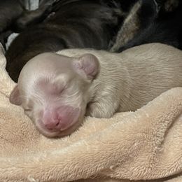 Dachshund Puppies from LovelylilDoxies