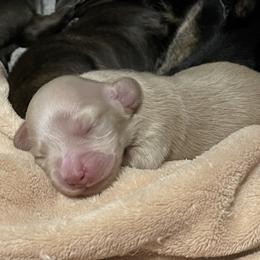 Dachshund Puppies from LovelylilDoxies