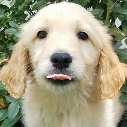 Goldendoodles from Goldendoodles Dream