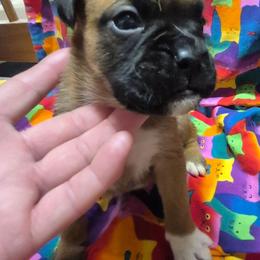 Girl 2 - Fawn female Boxer puppy in Pine River, Wisconsin from Jenks Boxers