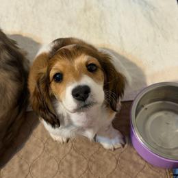 Girl 1 - Chocolate and cream female Dachshund puppy in Jacksonville, Florida from Little Lords & Ladies Dachshunds
