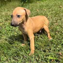 Tony - Fawn male Italian Greyhound puppy in Wilkes Barre, Pennsylvania from Laraz Pupz
