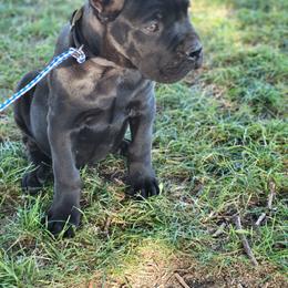 Cane Corso Puppies from JSM Corsos
