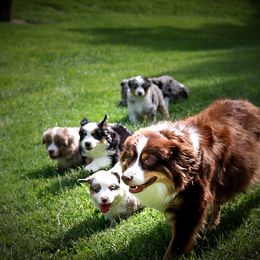 Miniature American Shepherd puppies from Country Creek Kennels