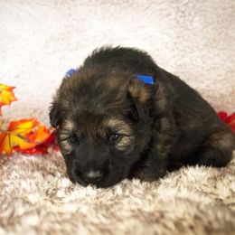 German Shepherd Puppies from Journey's German Shepherds (Kennel Vom Himmel)