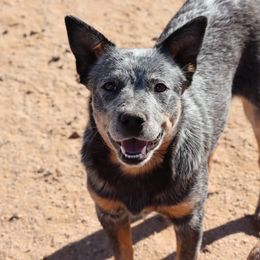 Gitana - Australian Cattle Dog