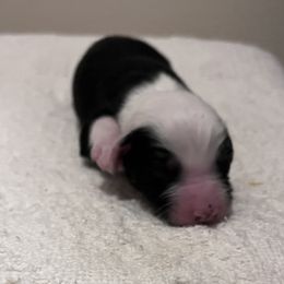 Boy 4 - Black Miniature Australian Shepherd puppy in Corydon, Indiana from Arbuckle’s Lookin Good Aussies (LGA)