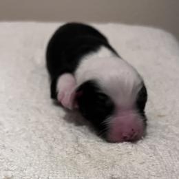 Boy 4 - Black Miniature Australian Shepherd puppy in Corydon, Indiana from Arbuckle’s Lookin Good Aussies (LGA)