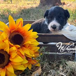 Max - Black and white male Border Collie puppy in Nashville, Arkansas from Whisenhunt Farms