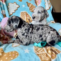 Great Dane Puppies from Split Rock Danes