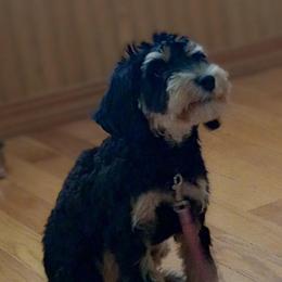 Lady - Cavapoo