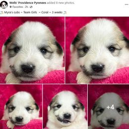 Coral - White and badger female Great Pyrenees puppy in Silex, Missouri from Wells' Providence Pyrenees