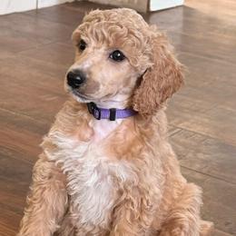 Zoe - Cream female Poodle puppy in Dayton, Washington from Country Sundance Poodles