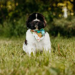 Newfoundland Puppies from Kinson Ridge Giants