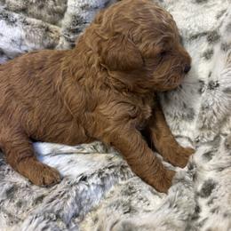 Boy 1 - male Goldendoodle puppy in Gay, Georgia from That’s My Puppy