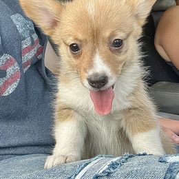 American Corgi and Basset Hound Puppies from High Hopes Hounds