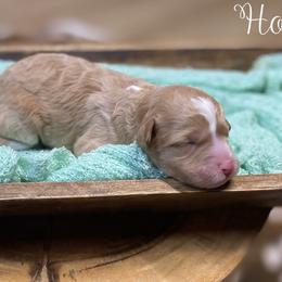 Hope - Yellow and white female Bernedoodle puppy in Henry, Illinois from Rowe Farms Doodles
