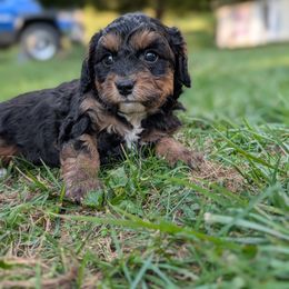 Big Mac - Black and tan male Cavapoo puppy in Coshocton, Ohio from Forever Family Puppies