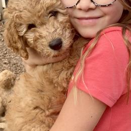 Goldendoodle Puppies from Golden Paws Farm