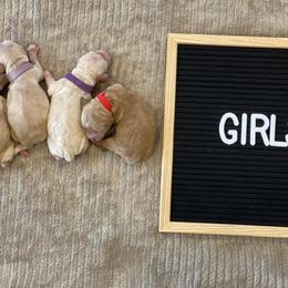 Australian Labradoodle Puppies from Kings Labradoodles
