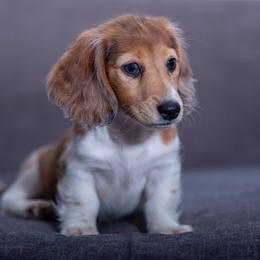 Sparkles - Dapple female Dachshund puppy in Copperas Cove, Texas from Creme de la Creme Dachshunds