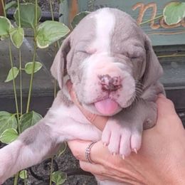 Rachel - Silver female Great Dane puppy in Towaco, New Jersey from MommaDukes Danes