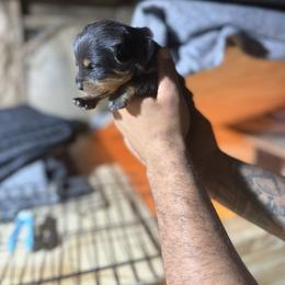 Girl 1 - Black and mahogany female Rottweiler puppy in Jeffersonville, Indiana from Rottweiler von knight enterprise
