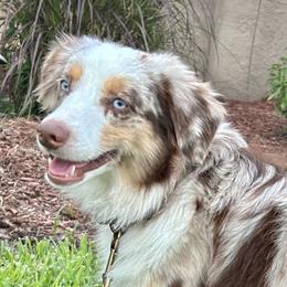 Bentley - Miniature Australian Shepherd